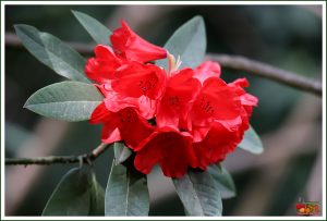 Flor de Azálea