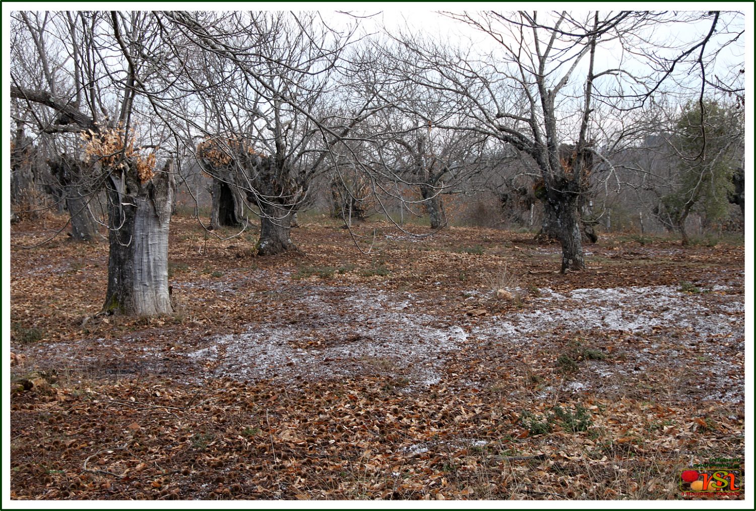 Campo de castanheiros (Castanea sativa)