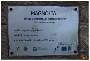 Magnólia Multicentenária do Convento de Nossa Senhora do Desterro ou dos Franciscanos – Monchique (Magnolia grandiflora)